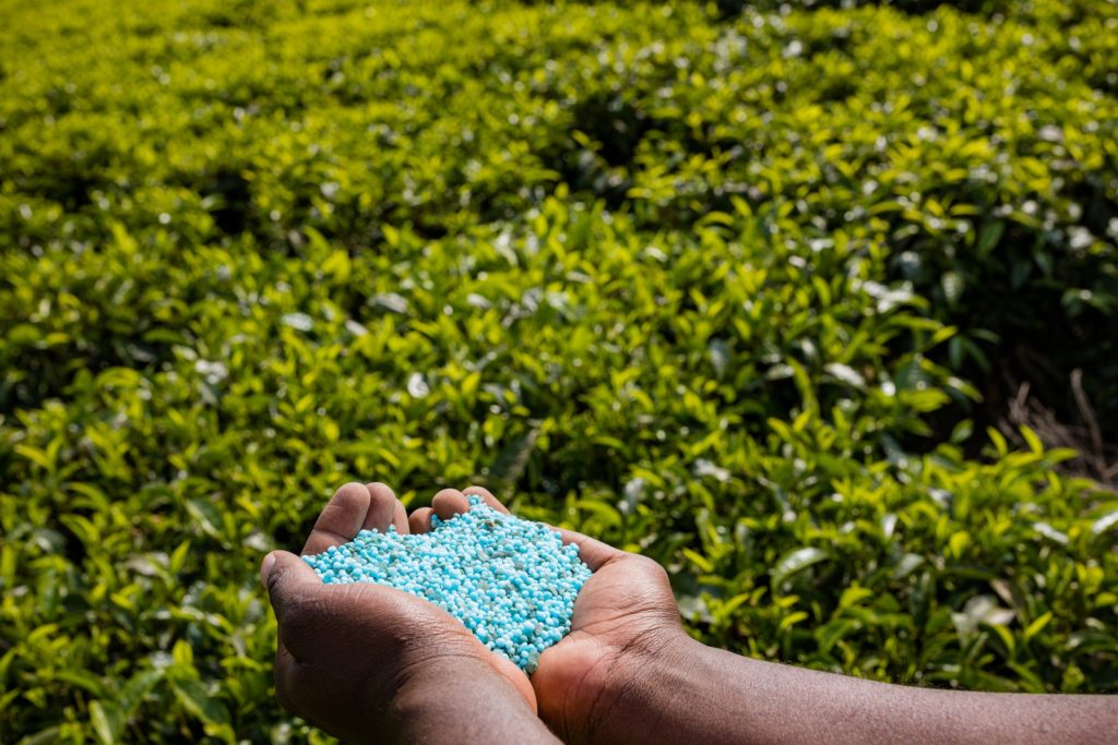 A Person Holding a Bunch of Blue Grains of Fertilizer