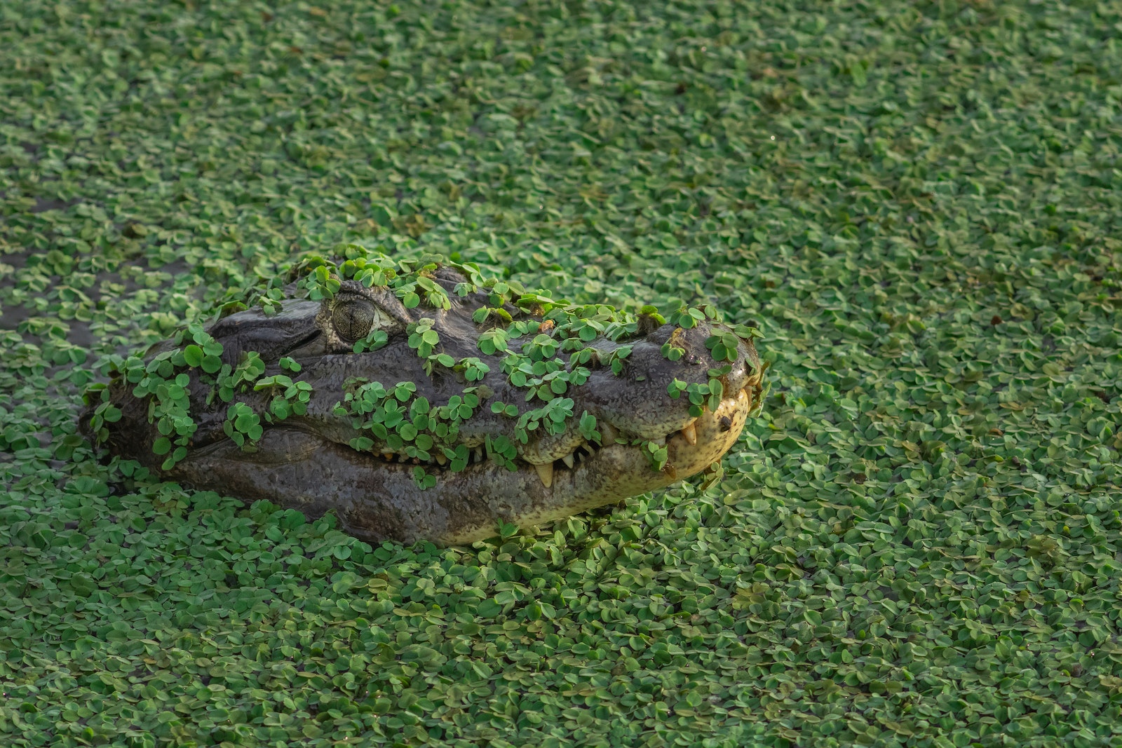 Close-up of an Alligator Head Peeking From Water Surface Covered in Weed
